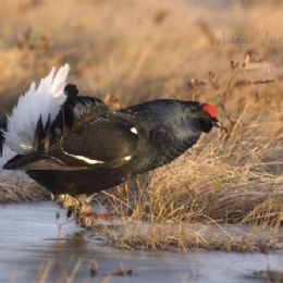 gallo_forcello_parata