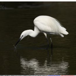 Garzetta - colpo mancato