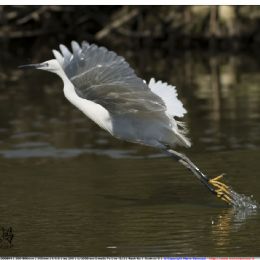 Garzetta - il decollo