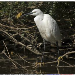 Garzetta in osservazione