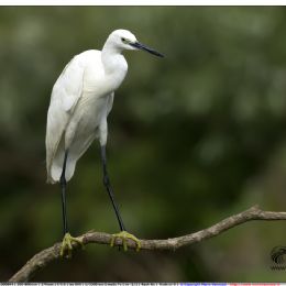 Garzetta su posatoio