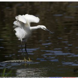 Garzetta - stretching
