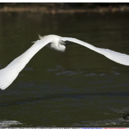 Garzetta - volo radente