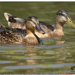 Germani reali giovani