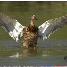 Germano reale - stretching