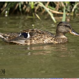 Germano reale femmina - adulto