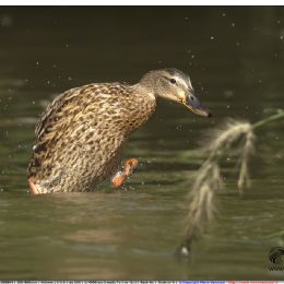 Germano reale giovane