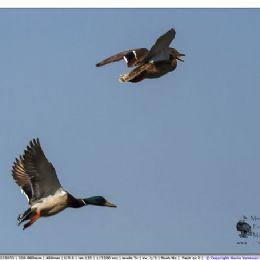 Germano reale coppia