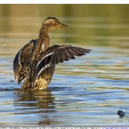 Germano reale femmina