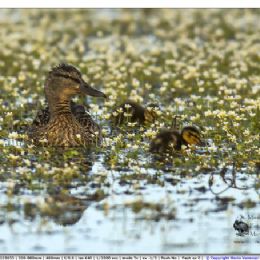 Germano reale femmina con piccoli