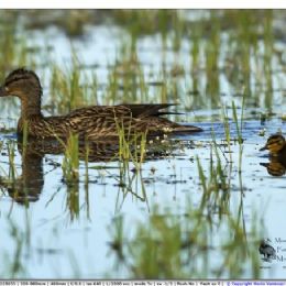 Germano reale femmina con piccoli