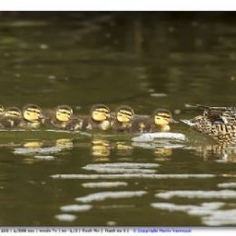 Germano reale femmina con piccoli