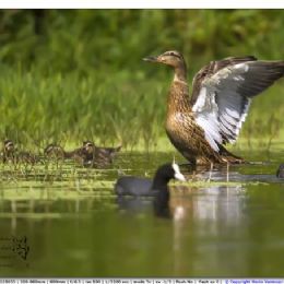Germano reale femmina con piccoli
