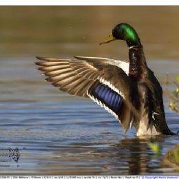 Germano reale maschio