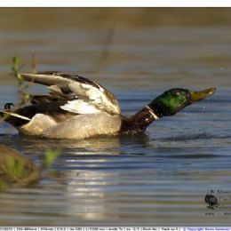 Germano reale maschio