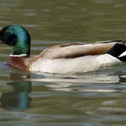 Germano reale_maschio