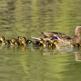 Germano reale - nursery