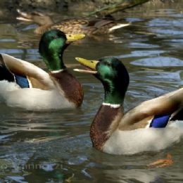 Germano reale - parata per la femmina