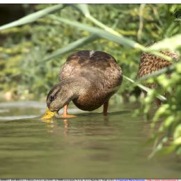 Germano reale al pascolo