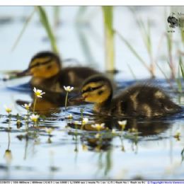 Germano reale piccoli