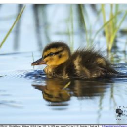 Germano reale piccolo