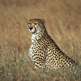 ghepardo_w