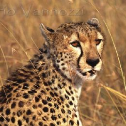 Ghepardo2