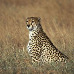 Ghepardo3