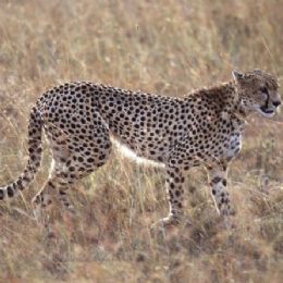 Ghepardo4