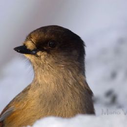 Ghiandaia siberiana2