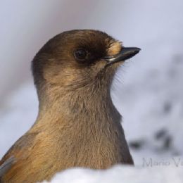 Ghiandaia siberiana3