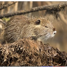 Nutria - giovane