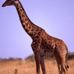 Giraffa1