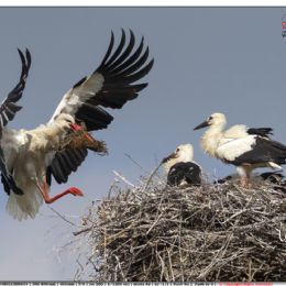 GIUGNO_cicogna bianca