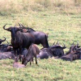 Gnu gruppo
