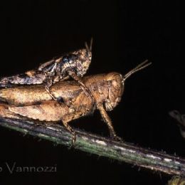 Grilli in accoppiamento