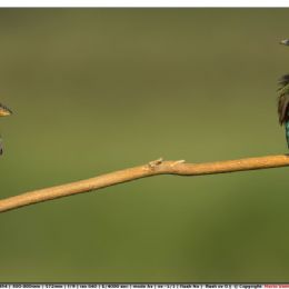 GIUGNO - Gruccione e Strillozzo