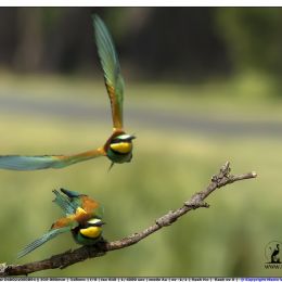 gruccione in attacco