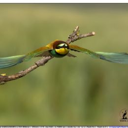 Gruccione in planata