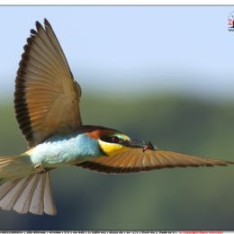 Gruccione in volo con preda