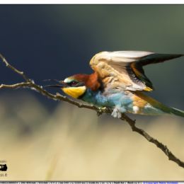 Gruccione...minaccioso.