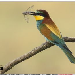 Gruccione con cicala