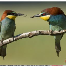 Gruccioni - corteggiamenti