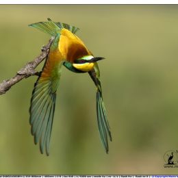 gruccione...il decollo 2