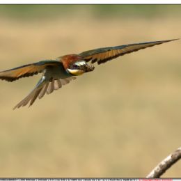 Gruccione in volo con preda