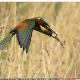 Gruccione - al nido con preda