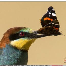 Gruccione con Pavone di giorno
