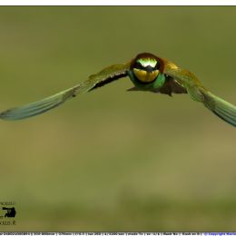 Gruccione....ti vedo....