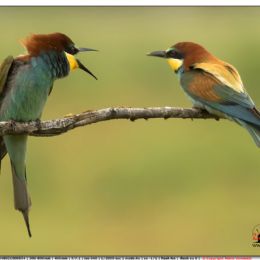 Gruccioni - screzi amorosi