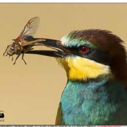 Gruccione con moscone